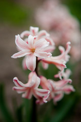 
first spring flowers gently pink hyacinths