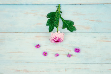 Pink gerbera flowers on wooden background