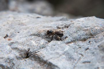 zdjęcie przedstawiające pszczołę w górach Hiszpanii  w słońcu wiosną