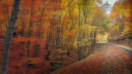 red orange autumn forest path