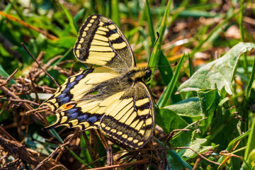 Schmetterling - Schwalbenschwanz - Falter 