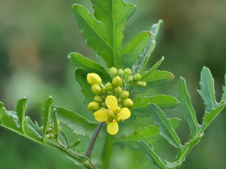 gelbe Blüten der französischen Hundsrauke, Erucastrum gallicum