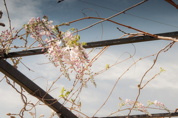 zdjęcie przedstawiające kwiaty rosnące w ogrodzie w górach Hiszpanii  w słońcu wiosną