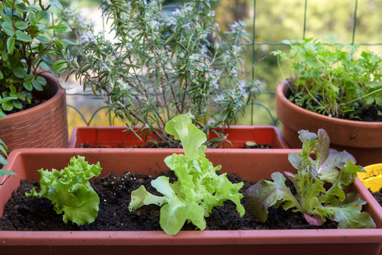 balcony gardening fresh and organic vegetables