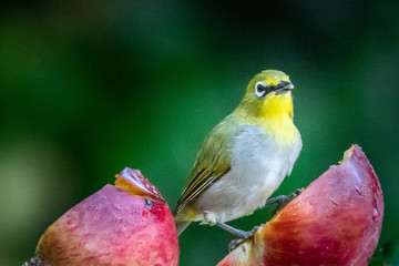 Cape white-eye