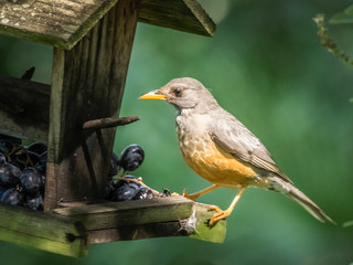 Olive thrush