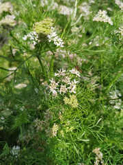 Dhaniya, coriander green natural and wallpaper background. Nepal