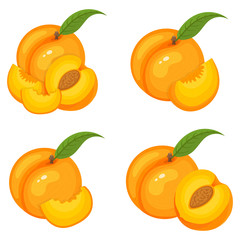 Set of fresh whole, half, cut slice peach fruits isolated on white background. Summer fruits for healthy lifestyle. Organic fruit. Cartoon style. Vector illustration for any design.