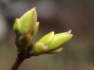 Lilac blooming, green buds, close-up, macro photo.