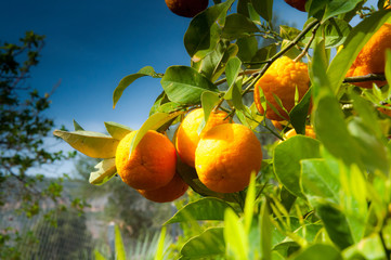 zdjęcie przedstawiające pomarańcz na gałązce rosnącą w ogrodzie w górach Hiszpanii  w słońcu wiosną