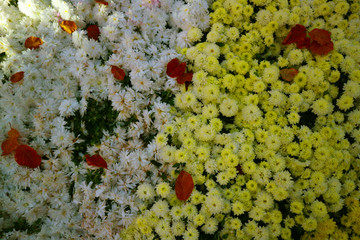 Bush Of White and yellow Flowers With Yellow Pistil Stock Photo Image