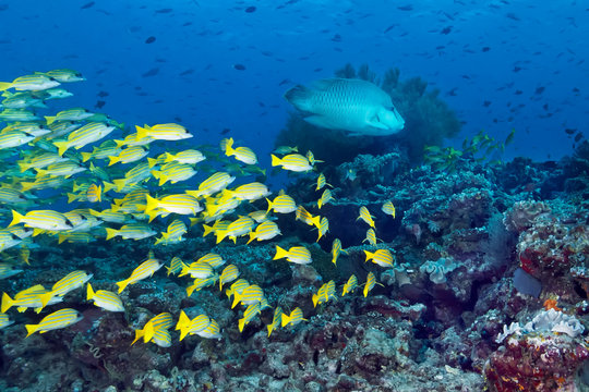 A school of yellow-and-blue perch (Lutjanus kasmira) and a Napoleon fish swim over a coral reef.