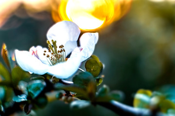 The flower of the apple quince on the sunset as background