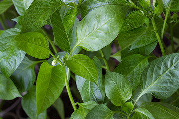 Young green shoots of seedlings of bell pepper. Seedlings of bell pepper, closeup of a young foliage of pepper, fresh spring background. Green background