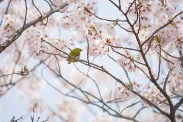 満開の桜とメジロ