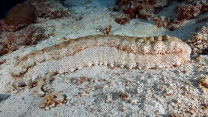 Tubercle Cucumber (Stichopus pseudohorrens) on the sandy bottom