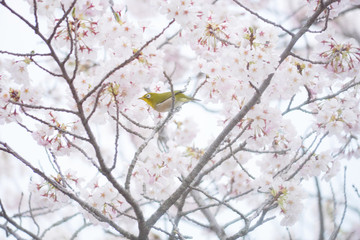 満開の桜とメジロ