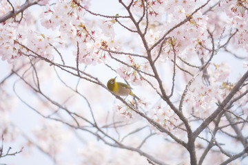 満開の桜とメジロ