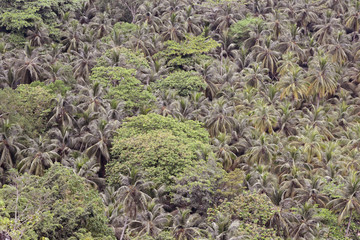 Tropical Forest Palm Trees
