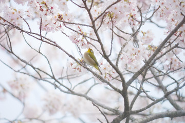 満開の桜とメジロ