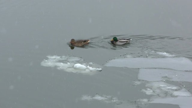 Winter. Two ducks are floating on the river between thin ice.