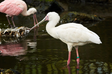 Roseate spoonbill closeup ( Platalea ajaja )