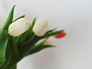 bouquet of red, white and yellow tulips on a white background