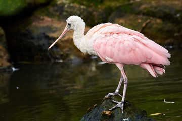 Roseate spoonbill sitting on a rock ( Platalea ajaja )