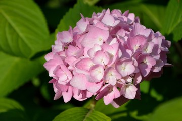 Fototapeta premium Pink hydrangea macrophylla in the garden close-up 