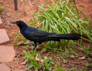 Grackle