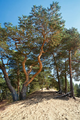 Suny summer day. Pine trees on the high sand dunes on a blue sky background.