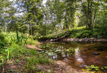 Summer landscape with an old overgrown pond. On the Bank of the pond there are trees, bushes, various herbs, water Lily leaves floating in the water.