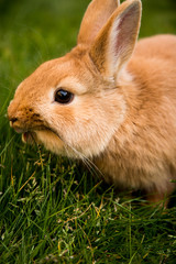 Rabbit eating the grass