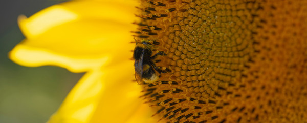 cute shaggy bumblebee sits on a sunflower on a clear sunny day, positive image
