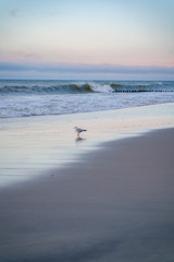 a single seagull stands on the seashore