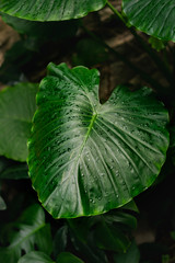 A green elephant ear leaf with raindrops