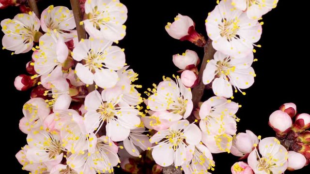 White Flowers Blossoms on the Branches of Apricot Tree. Dark Background. Timelapse. 4K.
