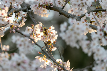 香澄公園の桜　千葉県習志野市　日本