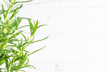 Fresh twig of aromatic rosemary on white wooden background with copy space for your text.