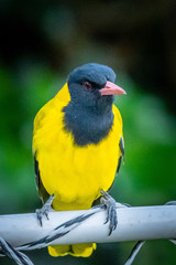 black-headed oriole