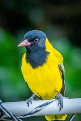 black-headed oriole