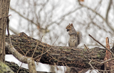 Squirrel with Acorn