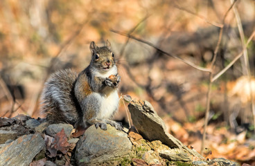 Squirrel with Acorn