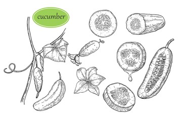 Hand drawn set cucumber with leaves and flowers. Vector sketch illustration. Vegetable engraved style illustration. Farm market product.
