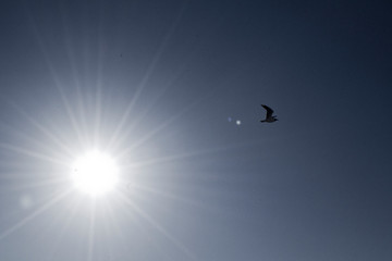 sky bird