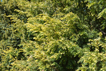 Close-up on taxus baccata, ornamental European yew-tree leaves in spring.
