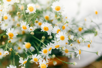 summer bouquet of field daisies