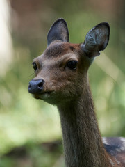 Naklejka na ściany i meble Sika deer (Cervus nippon)