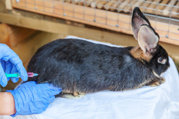 Veterinarian woman with syringe holding and injecting rabbit on ranch background close up. Bunny in vet hands for vaccination in natural eco farm. Animal care and ecological farming concept.