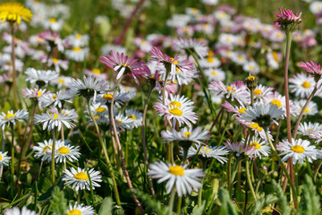Beautiful Daisies in The Grass. Spring Blossom
